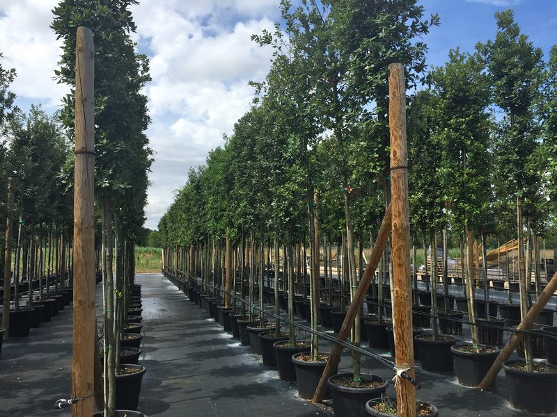 La ESB Group dona 32 alberi alla città di San Salvo